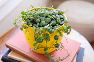 Cultivating Beauty: Unveiling the Art of Plant Pots with a String of Turtles